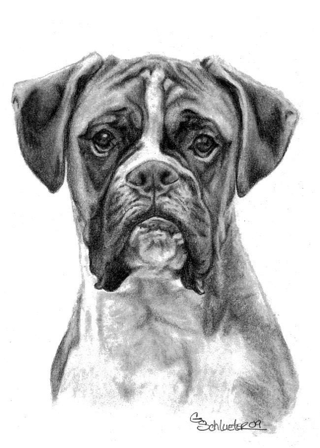 using how to sketch pencil 10 Greeting Cards by Daze Dawg gensart Boxer 5.5 x The pk 8.5
