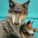 1985 Wolf and Cub Figurine Woodland Repose issued by the National Wildlife Federation, designed by Nicholas Wilson