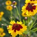 Organic Seeds, Heirloom Seeds, Plains Coreopsis Seeds, from our farm in handmade seed packets