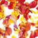 Organic Flower Petals, naturally dried and pressed, harvested on our small scale farm