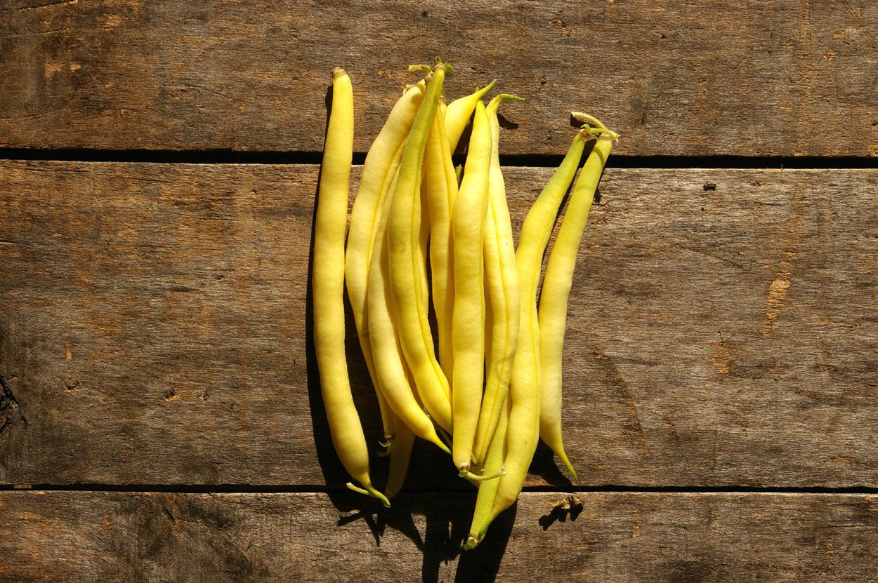 Yellow Wax Bush Bean // organic vegetable seeds by TheKirkEstate
