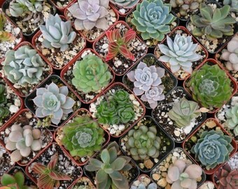 18 Succulents, Succulent Terrarium, Succulent Favors, Bridal Shower Favors, Wedding Favors