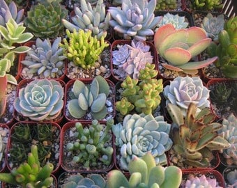 12 Succulent Plants, Great For Terrarium Projects, Gardens, Centerpieces, Weddings, Living Frames