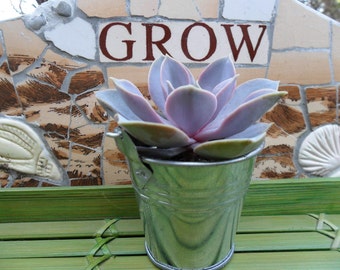 40 Succulent Favors With Silver Or White Pails, Unique Wedding And Party Favors, As Seen On HGTV