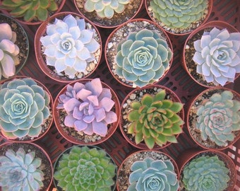 6 Large Succulent Plants, Great For Bouquets, Centerpieces and Home Decor, Rosette Shape, TREASURY ITEM