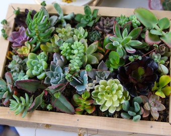 50 Succulent Cuttings, A Nice Assortment, Vertical Living Wall, Start A Garden, Boutonnieres And More