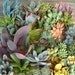 DIY, A Collection Of 6 Succulent Plants And 2 Hanging Glass Globes , Make Your Own Terrarium