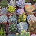 A Collection Of 12 Succulent Plants, Great For Terrarium Projects