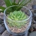 A Little Bowl Of Sunshine Succulent Terrarium