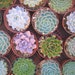 Succulents Galore, 30 Large Rosette Shape Succulent Plants, Great Wedding Decor. Bouquets And Centerpieces