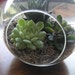 Succulent Terrarium Glass Globe Hanging Garden, Makes A Great Gift