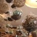 DIY, 6 Succulents And 2 Glass Globes For Terrarium Projects, Hanging Gardens, Create Your Own Gifts