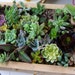 Succulents Galore, A Collection of 12 Succulent Cuttings W/ Rooting Powder, Great For Starting a Garden, Centerpieces and Living Walls