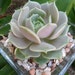 Modern Succulent Terraium Centerpiece, Home Decor, Hostess Gift, Wedding Centerpiece