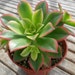 Kiwi Aeonium Succulent, 4" Pot, It's A Beautiful Plant