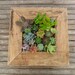 Large RUSTIC Wall Art Kit, Comes Assembled With Soil And Moss, 20 Cuttings To Get Started, Cool Fathers Day Gift