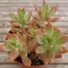 Graptoveria Succulent Plant, 4 Inch Pot