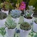 RESERVED For Ivy, 50 Succulent Planted In White Pails Grown In Our Greenhouse, Pick Up June 28th