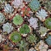 RESERVED For Grahame, A Collection Of 100 Succulents, Great For Container Gardens, Terrariums, Wedding Favors And More