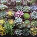 RESERVED For Paula, A Collection Of 100 Succulent Plants, Great Wedding Decor And Favors, Ship Date October 1
