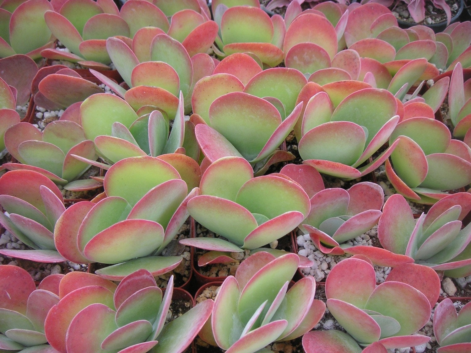 Flapjack Succulent Plant Kalanchoe Luciae 4 Inch Pot Great Flapjack Succulent Plant Kalanchoe Luciae 4 Inch Pot Great