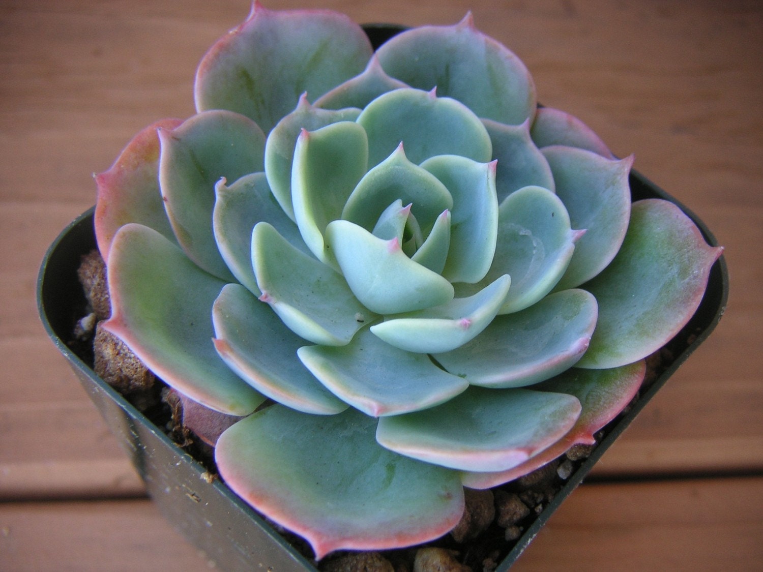 Echeveria Succulent With Pink Tinged Leaves Great For Wedding