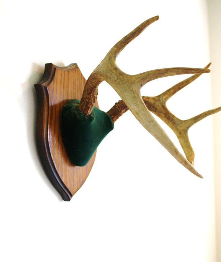 Vintage deer antlers with wall mounted plaque