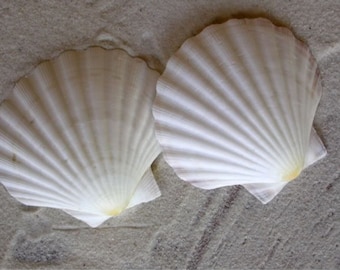 Scallop Shells - White English Scallop Shells - Beach Wedding Shells - Seashells - White Seashells - 3 inch to 3 1/2 inch - Mermaid Costume