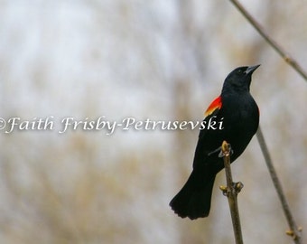 Red Winged Black Bird Number-1 5x7 Photograph