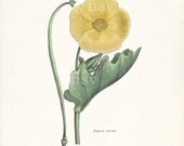 Antique French Flower Illustration - Pavot Cornu Jaune Giclee Art Print