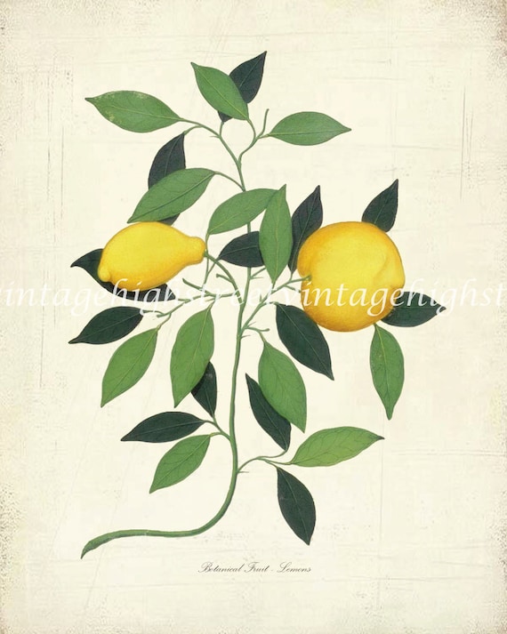 Vintage Italian Lemon Giclee Art Print by HighStreetVintage