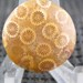 Indonesian Petrified Agatized Coral Freeform Designer Cabochon Nice