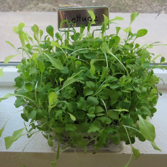 INDOOR LETTUCE GROWING KIT by LarkspurHill on Etsy