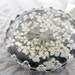 Classic Snowflake Queen Anne's Lace Pendant Beneath Glass Atop Black Background Pressed Flower Crown Pendant-Symbolizes Peace