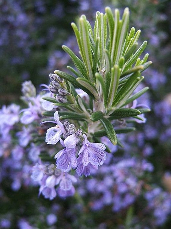 Spanish Rosemary Oleoresin Extract by ADKaromatherapy on Etsy