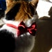 Lipstick Red Cat Break Away Bow Tie Collar