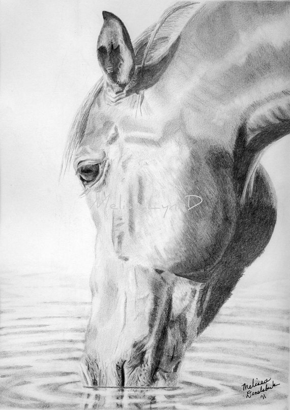 Items similar to Equine pencil drawing print of horse drinking and ...