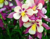 Mountain Red Columbine Wildflower Pink Flowers Colorado Floral Rustic Cabin Lodge Photograph Mountain Red Columbine Wildflower Pink Flowers Colorado Floral Rustic Cabin Lodge Photograph