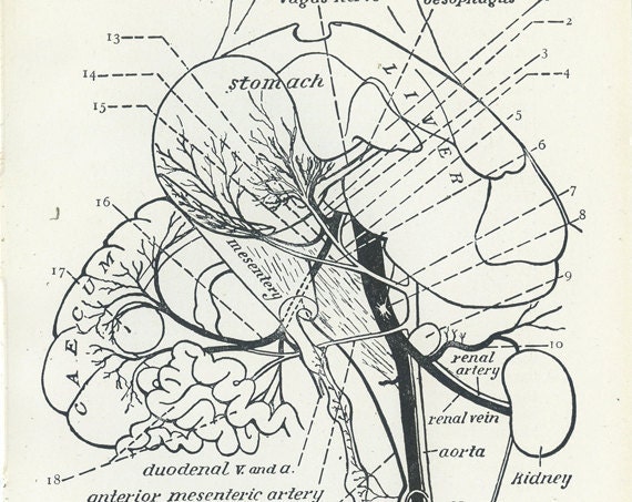 Items similar to Dissected Rabbit Diagram, Vintage Print 1956, Vascular