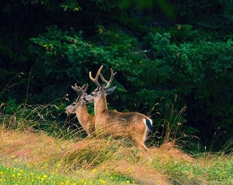deer gay personals Meninlove is your 100% free gay singles online dating site create your profile for free and find a friend or the possible love of your life. deer gay personals Meninlove is your 100% free gay singles online dating site create your profile for free and find a friend or the possible love of your life.