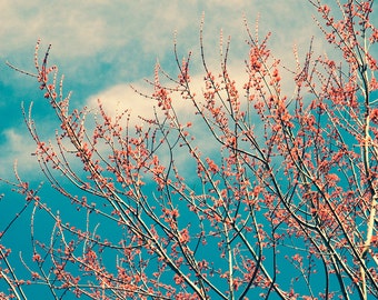 Spring Blossom Fine Art Photography - Photography Print - Floral photography - pink flowers - Botanical Print - Girls Room Photo