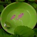 Seahorse - Pink and Green - Trinket Holders and other Beach-Themed items