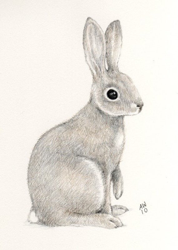 Simple Rabbit Drawing Sketch with Realistic