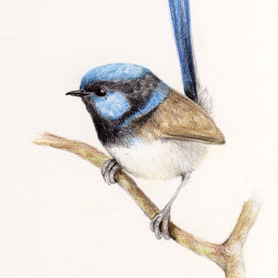 Superb Fairy-Wren Original Pencil Drawing