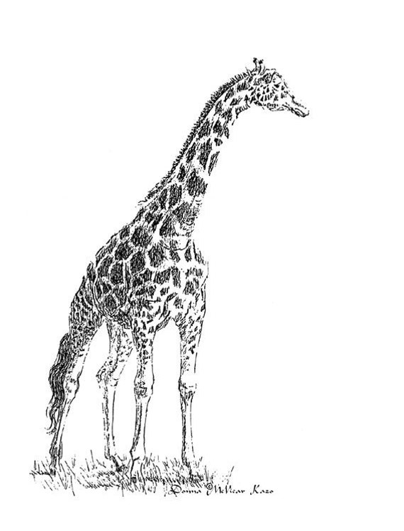 На рисунке изображен жираф. Жираф Графика. Жираф рисунок. Жираф Графика рисунок. Жираф карандашом.