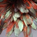 20 Naturally dyed Red with Iridescent Color coque tail feathers.