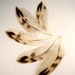 MALLARD duck feathers - hen tail, all natural