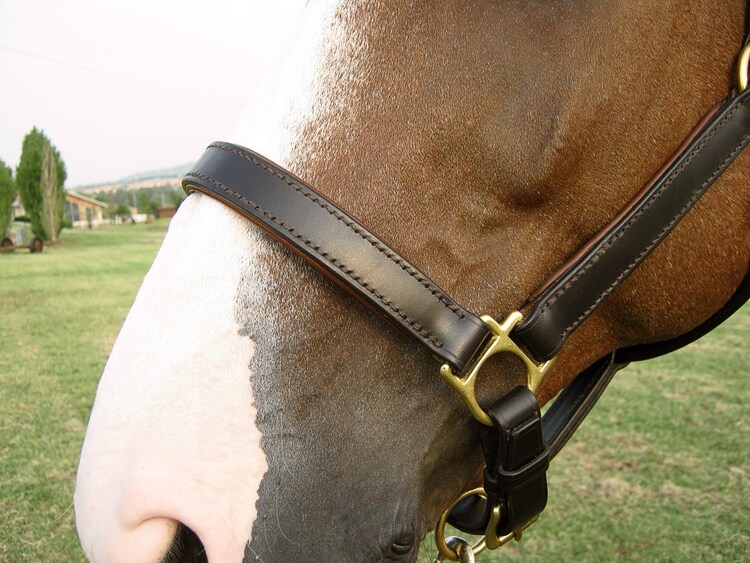 Horse Halter / Headcollar by daSaddler on Etsy