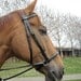 Bitless Bridle