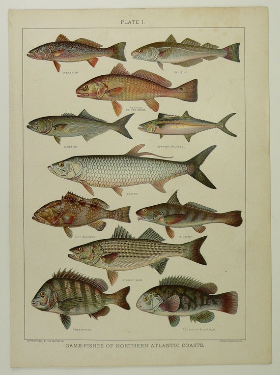 Fish of North Atlantic Ocean Sea Coasts Antique 1904 Color